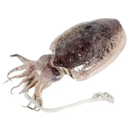 四海生鲜东山岛自然海捕墨鱼大墨鱼2000g墨鱼仔多规格乌贼新鲜活冻