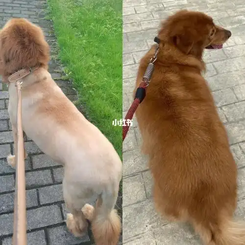 10岁金毛剃毛前后