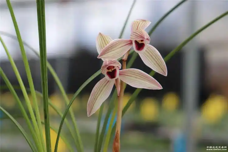 心心相印(有爱心的花)-莲瓣篇-中国兰花交易网社区