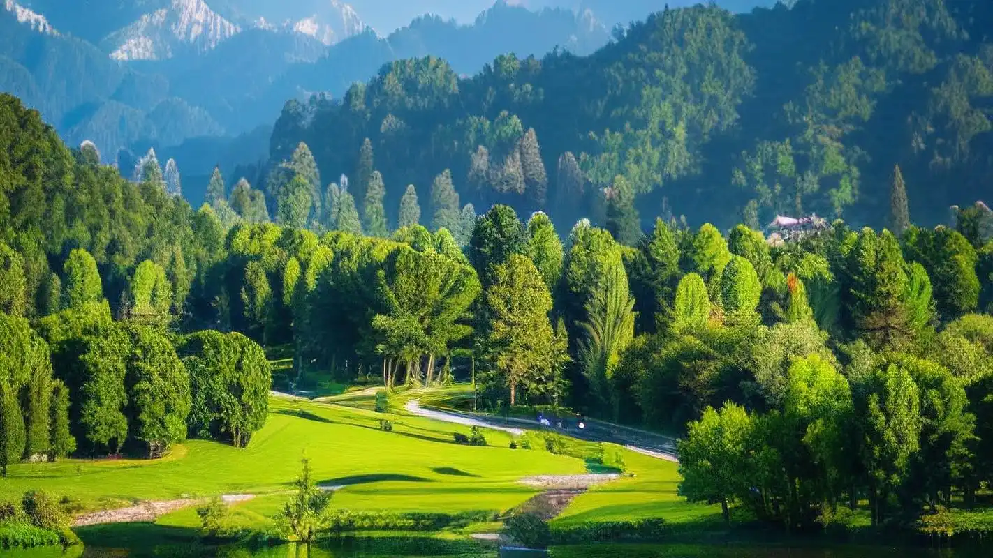 护眼电脑壁纸💻,全屏绿叶森林🌳