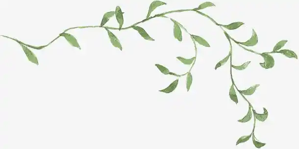 手绘藤蔓