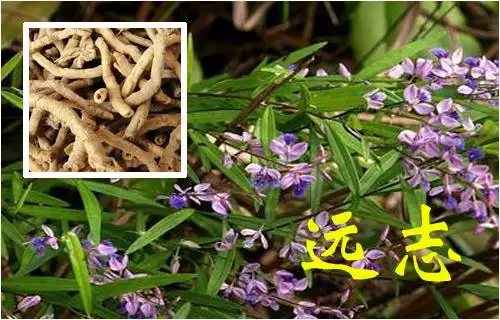 第一篇:远志,益智仁,伸筋草