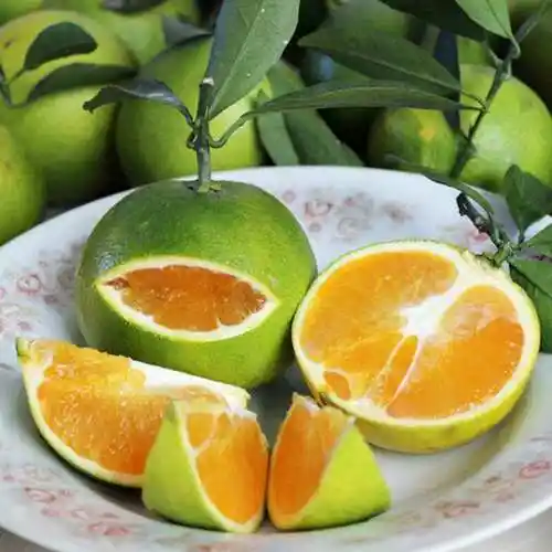 海南新鲜绿橙 橙子新鲜水果 当季三亚夏橙五指山特产