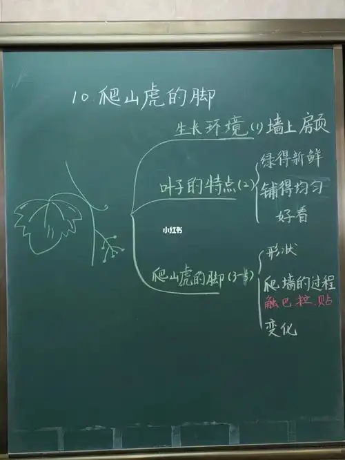 爬山虎的脚板书