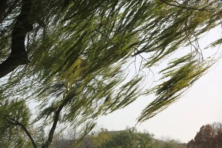 五,六级的大风依然刮个不停