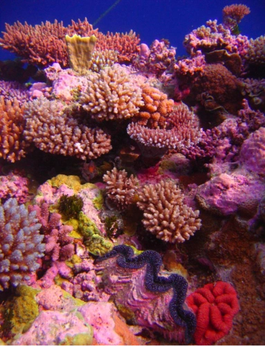 试听90秒【23】最大的海-珊瑚海