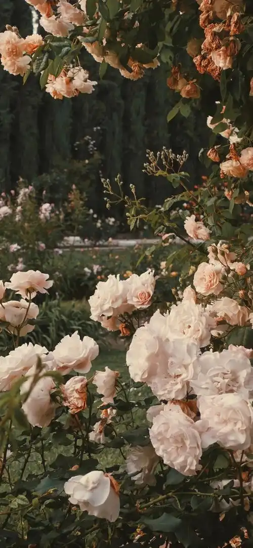 背景锁屏壁纸神明落入了人间我与神明互相救赎