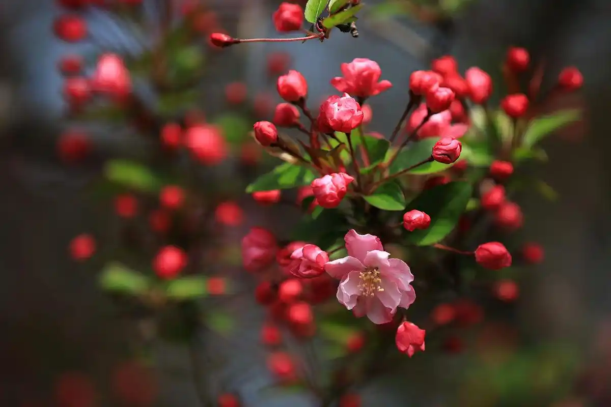 热烈的红宝石海棠花,拥有自己生命的缤纷盛景