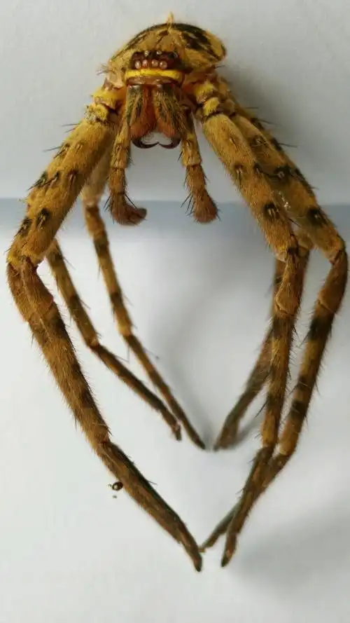 这是什么蜘蛛?_百度知道