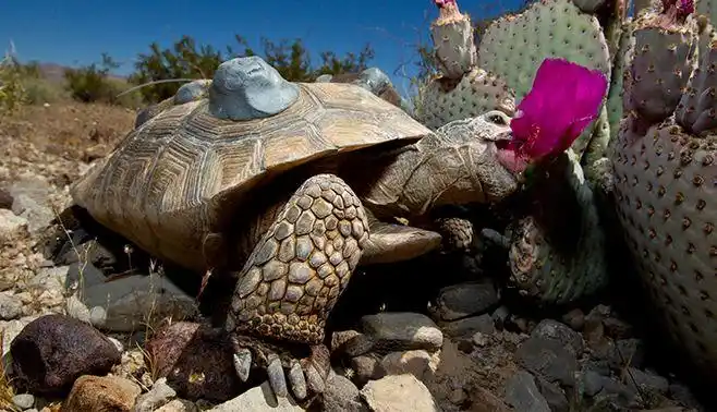 tortoise_desert_tracking_device