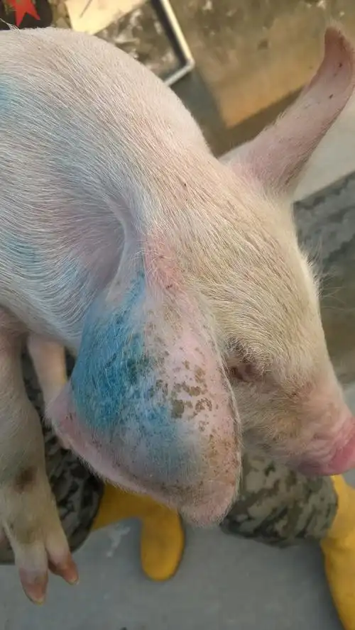 猪"大耳朵"症的解决办法!