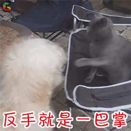 萌宠猫咪猫生气反手就是一巴掌gif动图_动态图_表情包下载_soogif