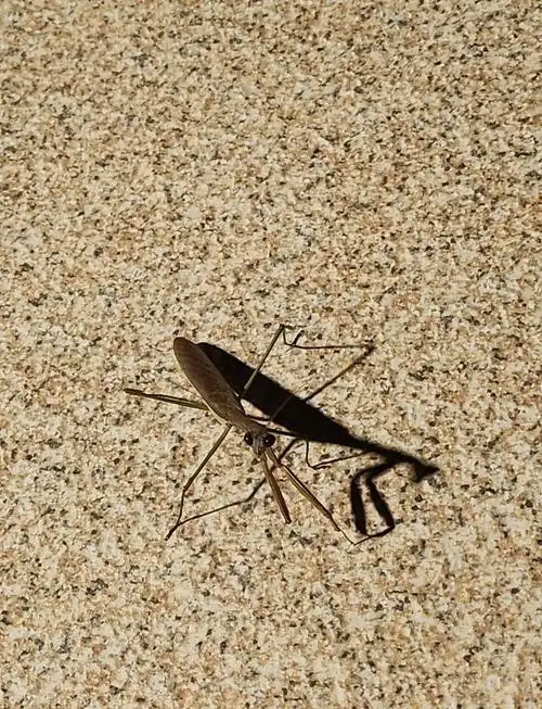 蚂蚱:大自然的精灵