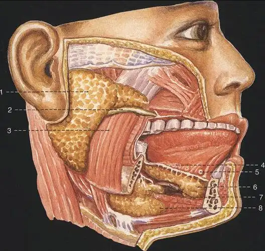 腮腺,下颌下腺和舌下腺