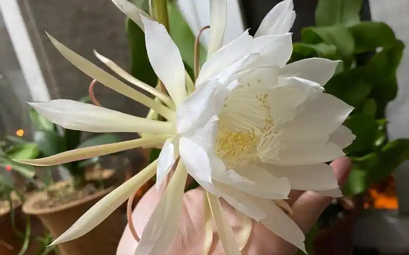 【延时摄影】昙花开放的1小时过程记录