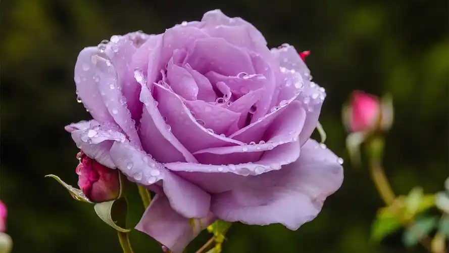 紫玫瑰花瓣水滴4k