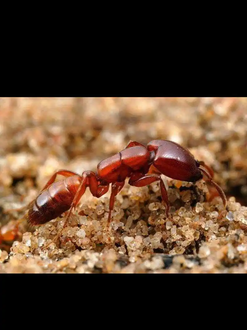 食人蚁,原来蚂蚁只有六只脚,一直以为有八只