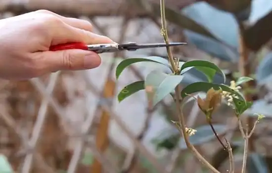 桂花能修剪吗什么时候修剪最佳