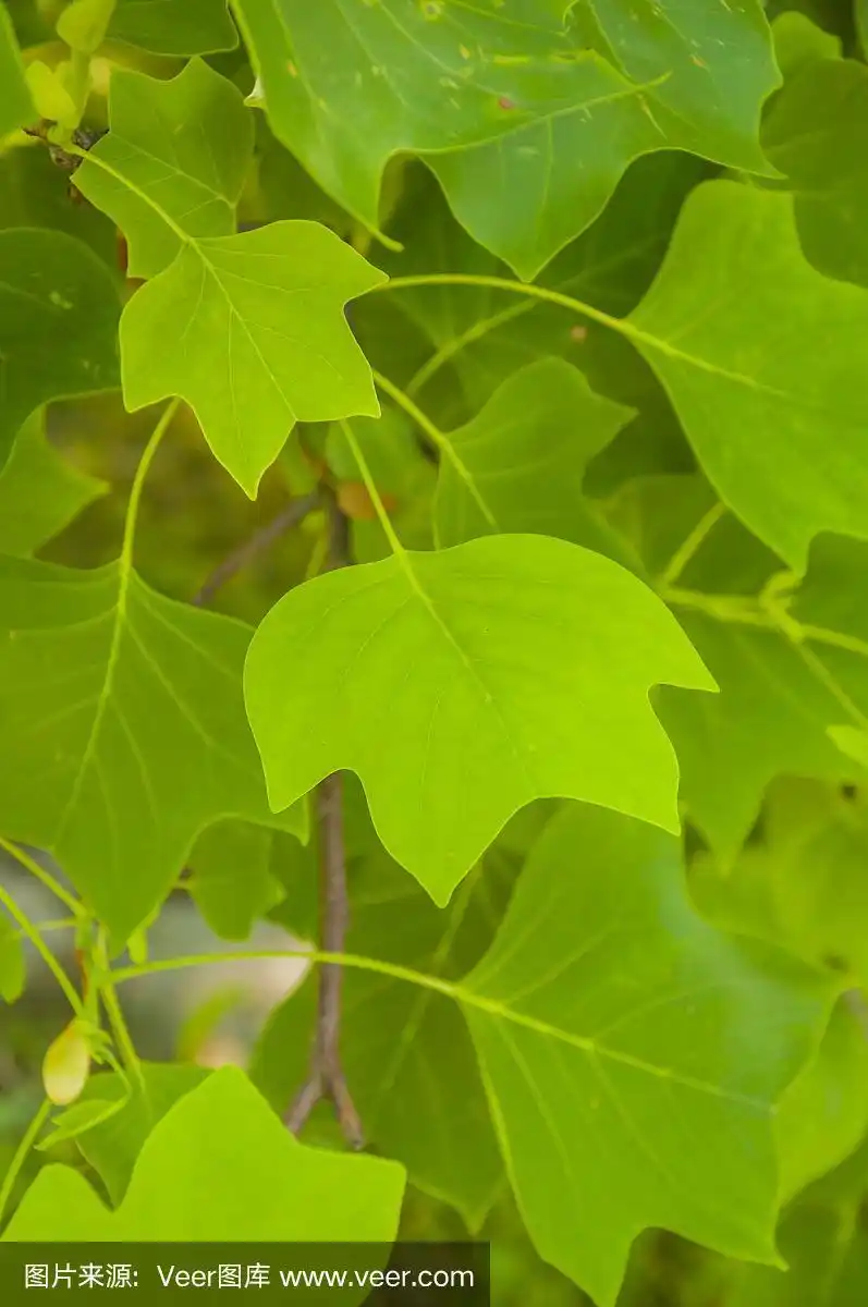 叶鹅掌楸(郁金香树,小提琴树,黄杨)