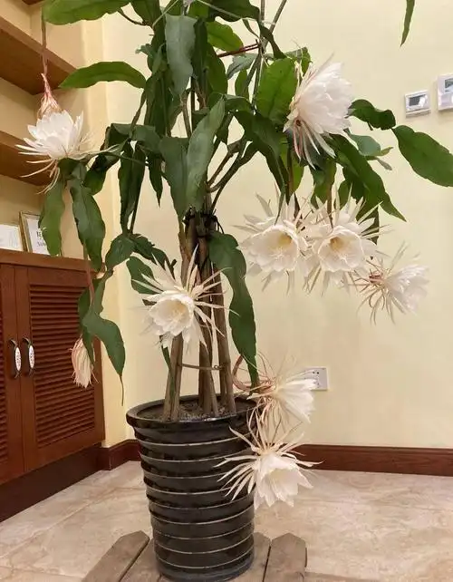 养好昙花要注意什么?记住3点,当年开花,叶色浓绿枝叶多_盆栽