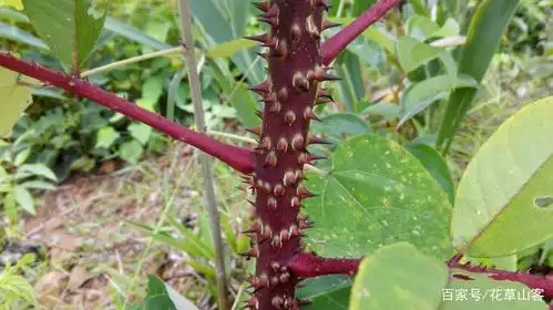 这种浑身长刺的植物叫木满天星,是散瘀消肿的好药