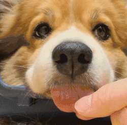 搞笑萌宠gif图# 吐舌头这事儿是个技术活,吐得好呢叫卖萌,吐得不好就