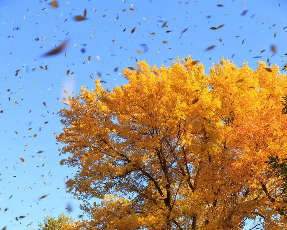 落的树叶,落叶的秋天树