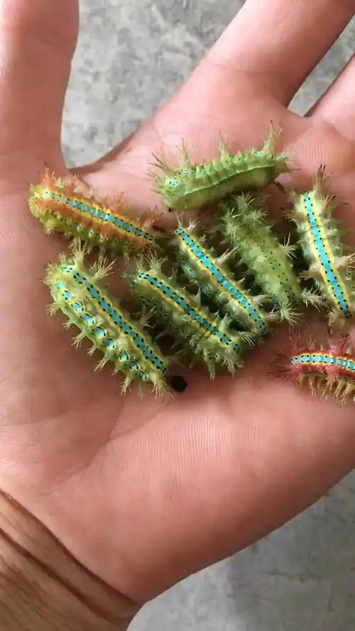 请问一下这是洋辣子吗能不能吃啊