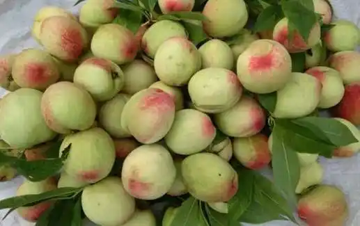 红叶碧桃果实能吃吗 果实成熟后可食用