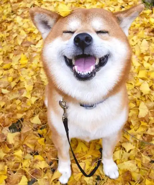 为什么这么多人喜欢柴犬看这几张图就知道了