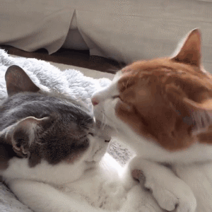 喵星人动图riepoyonn喵星人来了我们一起看看猫片撩妹撩汉表情