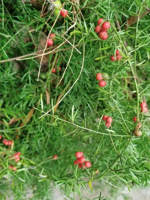 天门冬,别名天冬草,三百棒,武竹.天门冬目百合科.