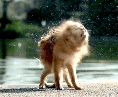 喵星人gif舒服gif甩干gif抽搐gif扭动gif铲屎官gif