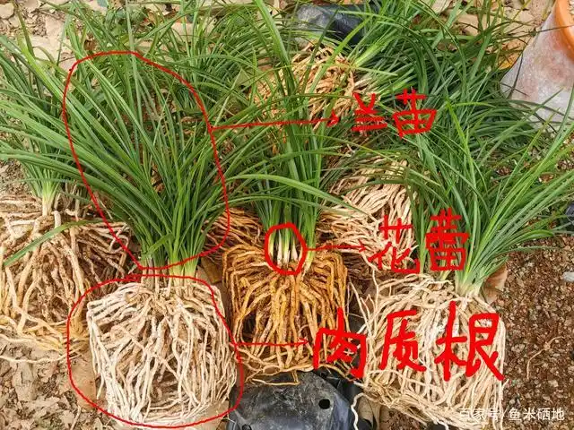 有的人喜欢春兰,有的人喜欢蕙兰,它们之间有不同呢?