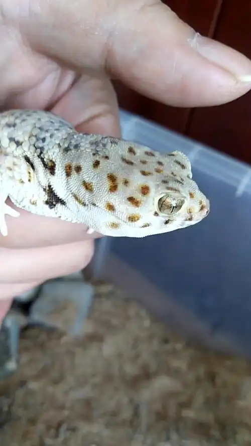 养了两年的蛙眼守宫