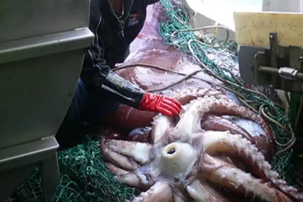 巨枪乌贼世界上体型最大的乌贼眼睛犹如篮球大