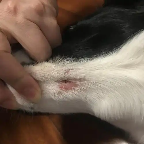 讨论狗子下巴有个红块是不是皮癣啊