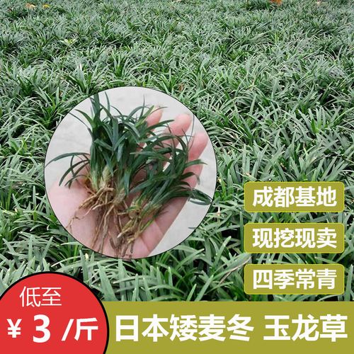 日本矮麦冬草 金边银边麦冬草 细叶长叶玉龙草吉祥草耐寒绿化草坪