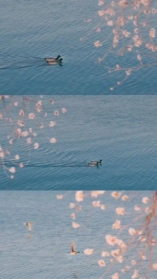 清新脱俗的壁纸看着人心情的都会变好