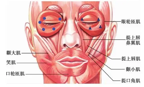 一,眼周肌肉 - 肉毒毒素注射手册 - 知乎书店
