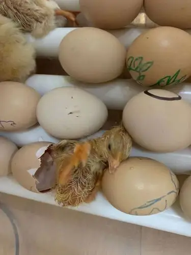 半天过去了,到了下午,孩子们再一次来看小鸡,在孵化器里多了好多小鸡