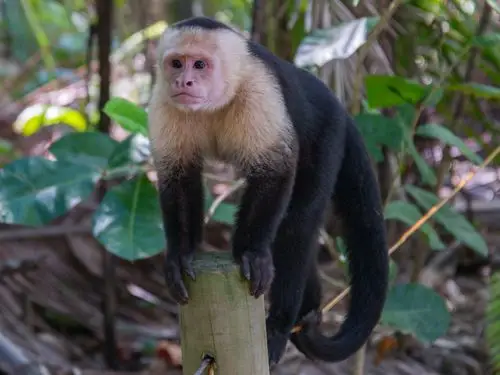 capuchin monkey