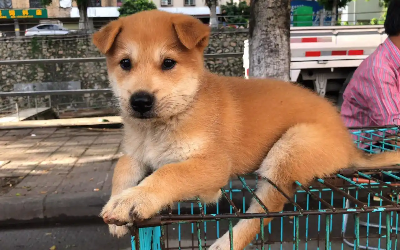 黄狗白面金不换,土狗中的精品