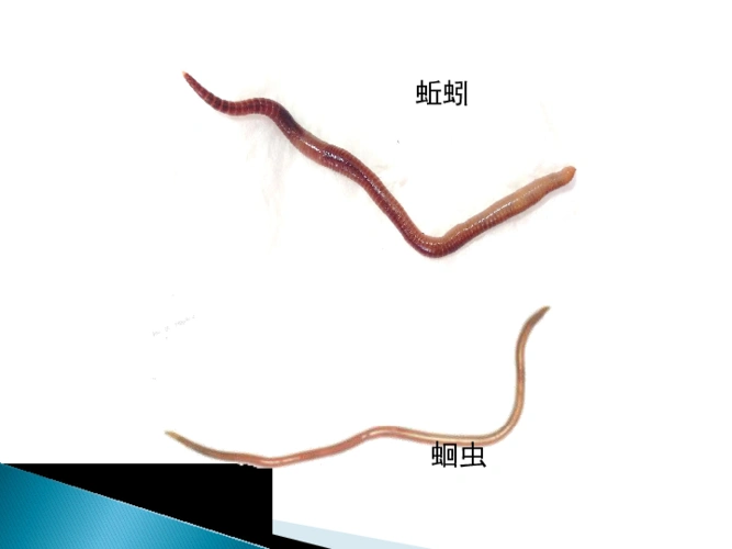 动物       (共35张ppt)环节动物和软体动物蛔虫蚯蚓观察蚯蚓的体形