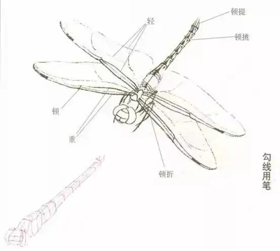 工笔画--蜻蜓画法