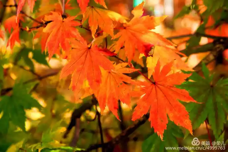 枫叶染红了秋天