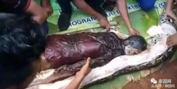 村民剖开了巨蟒鼓鼓的肚子,真的发现了瓦蒂巴的全尸,衣服完好,但沾满