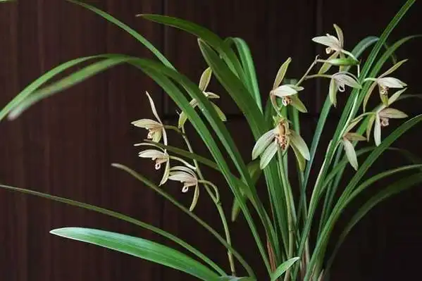 十种名贵的兰花欣赏图鉴 - 运河边百科网