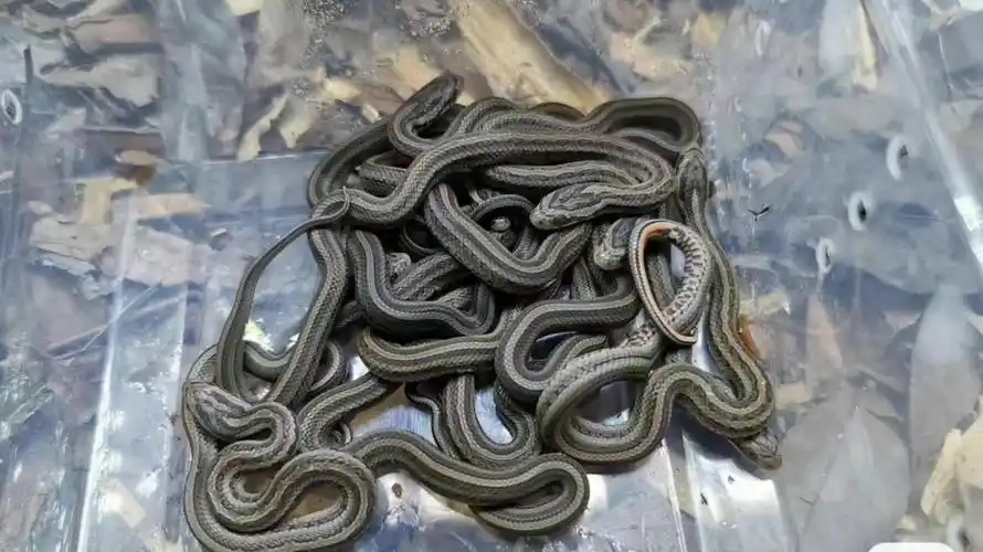 绿瘦,白娘娘,国产蛇,翠青