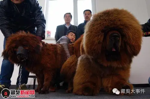 【启成】与【红妞】联姻现场